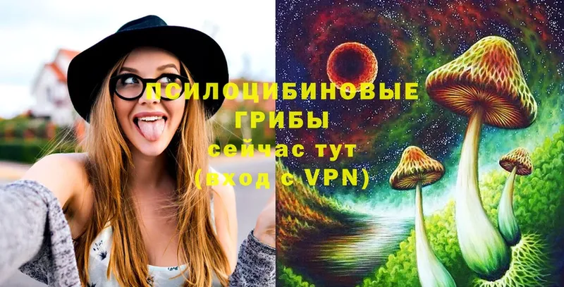 где найти наркотики  Чусовой  KRAKEN как зайти  Галлюциногенные грибы Psilocybe 